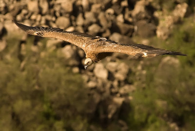 Griffon Vulture - נשר מקראי - Gyps fulvus
