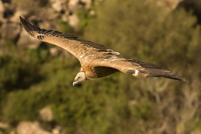 Griffon Vulture - נשר מקראי - Gyps fulvus
