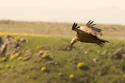 Griffon Vulture - נשר מקראי - Gyps fulvus