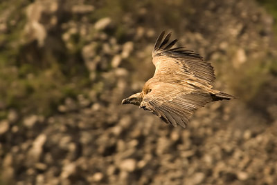 Griffon Vulture - נשר מקראי - Gyps fulvus