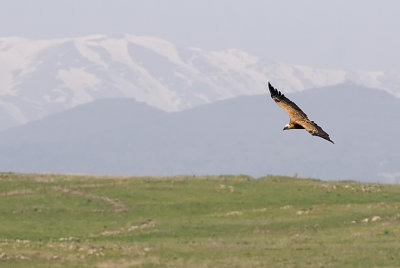 Griffon Vulture - נשר מקראי - Gyps fulvus