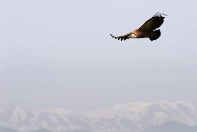 Griffon Vulture - נשר מקראי - Gyps fulvus