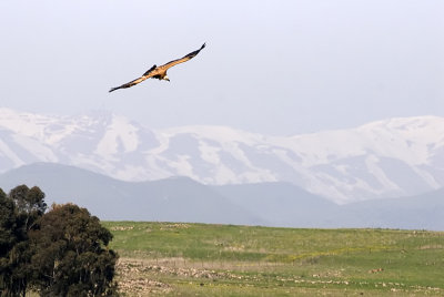 Griffon Vulture - נשר מקראי - Gyps fulvus