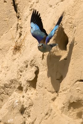 European Roller - כחל מצוי - Coracias garrulus