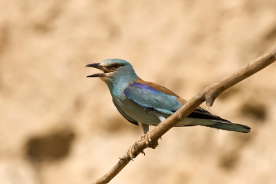 European Roller - כחל מצוי - Coracias garrulus