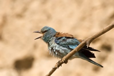 European Roller - כחל מצוי - Coracias garrulus