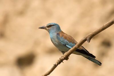 European Roller - כחל מצוי - Coracias garrulus