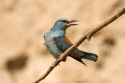 European Roller - כחל מצוי - Coracias garrulus