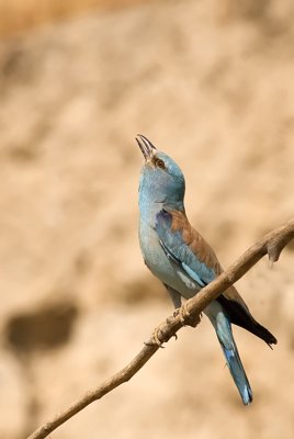European Roller - כחל מצוי - Coracias garrulus
