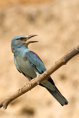 European Roller - כחל מצוי - Coracias garrulus