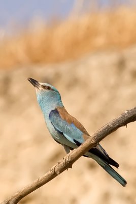 European Roller - כחל מצוי - Coracias garrulus
