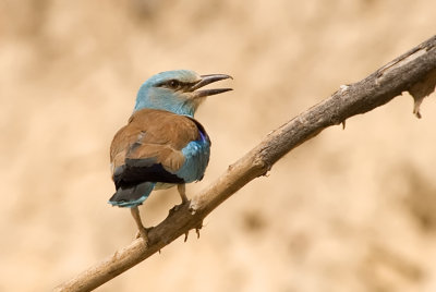 European Roller - כחל מצוי - Coracias garrulus