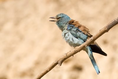 European Roller - כחל מצוי - Coracias garrulus