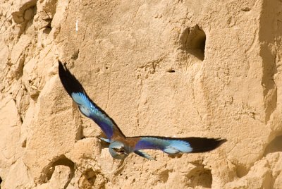European Roller - כחל מצוי - Coracias garrulus