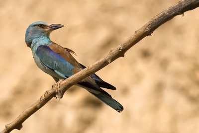 European Roller - כחל מצוי - Coracias garrulus
