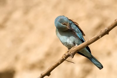 European Roller - כחל מצוי - Coracias garrulus