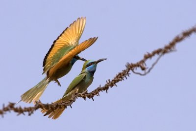Little Green Bee-eater - שרקרק גמדי - Merops orientalis