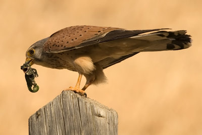 Common Kestrel - בז מצוי - Falco tinnunculus