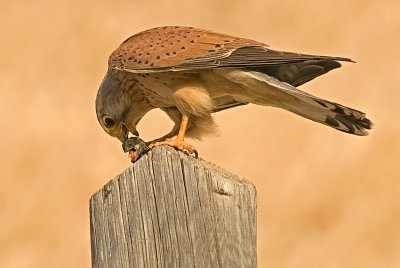 Common Kestrel - בז מצוי - Falco tinnunculus
