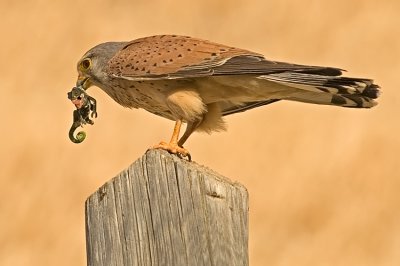 Common Kestrel - בז מצוי - Falco tinnunculus