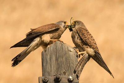 Common Kestrel - בז מצוי - Falco tinnunculus