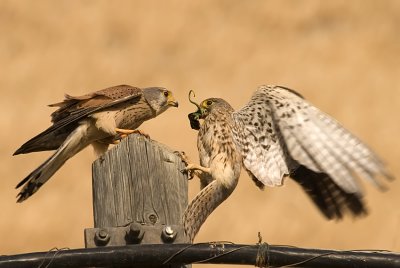 Common Kestrel - בז מצוי - Falco tinnunculus