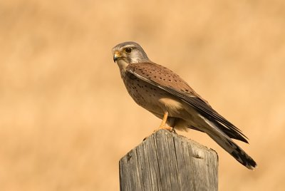 Common Kestrel - בז מצוי - Falco tinnunculus
