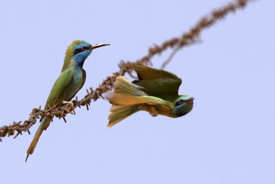 Little Green Bee-eater - שרקרק גמדי - Merops orientalis