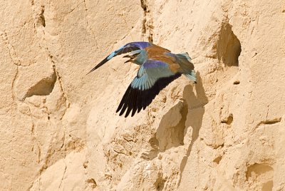 European Roller - כחל מצוי - Coracias garrulus