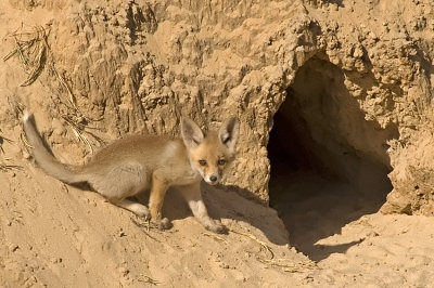 Red Fox - שועל מצוי - Vulpes vulpes