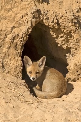 Red Fox - שועל מצוי - Vulpes vulpes