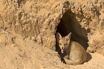 Red Fox - שועל מצוי - Vulpes vulpes