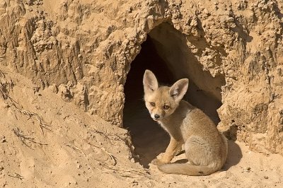 Red Fox - שועל מצוי - Vulpes vulpes