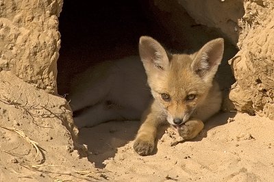 Red Fox - שועל מצוי - Vulpes vulpes