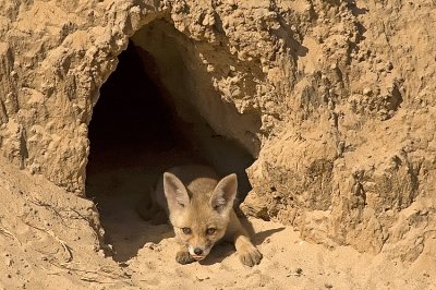 Red Fox - שועל מצוי - Vulpes vulpes