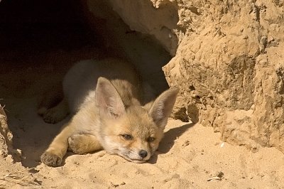 Red Fox - שועל מצוי - Vulpes vulpes