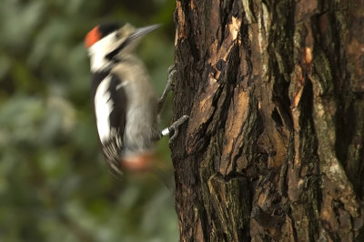 Syrian Woodpecker - נקר סורי - Dendrocopos syriacus