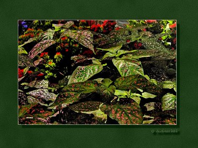 _DSC6066_f.jpg