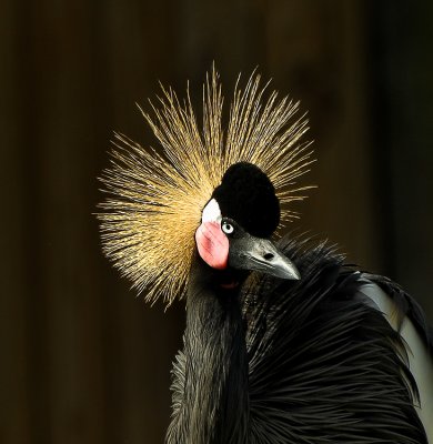 African Gold Crowned Crane