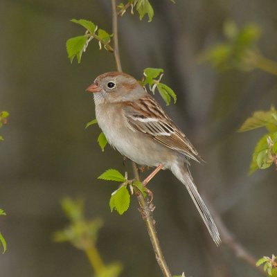 SPARROWS