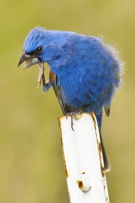 BLUE GROSBEAK