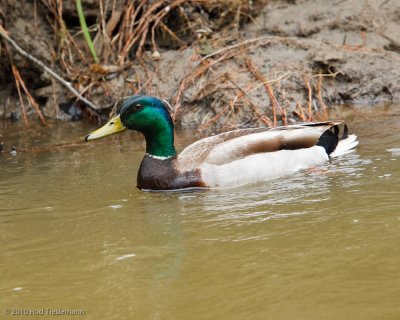 Whitemud Creek