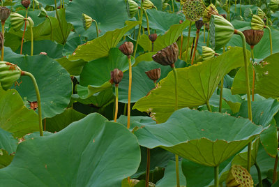 Lotus pond, Kenilworth Park and Aquatic Gardens, Washington, DC