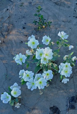 Wild flowers, Anza Borrego Desert State Park, California