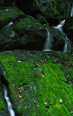 The Place of a Thousand Drips, Great Smoky Mountain, Tennessee