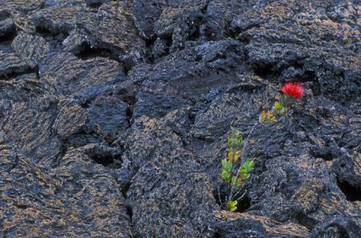 Lava and flower, Hawaii Volcano National park, the Big Island, Hawaii