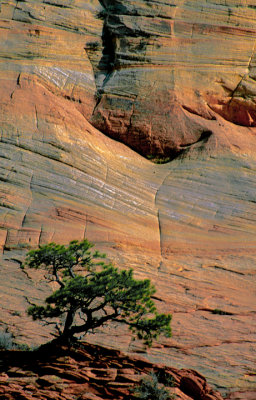 Zion National Park