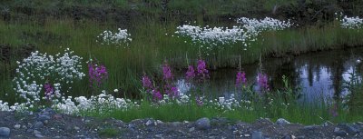 Cotton-grass and fire-weed, Wrangle St. Elias National Park, Alaska