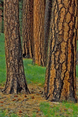 Pine forest, central Oregon