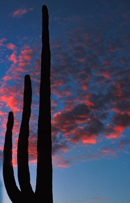 Sunset, Saguaro National Park, Arizona